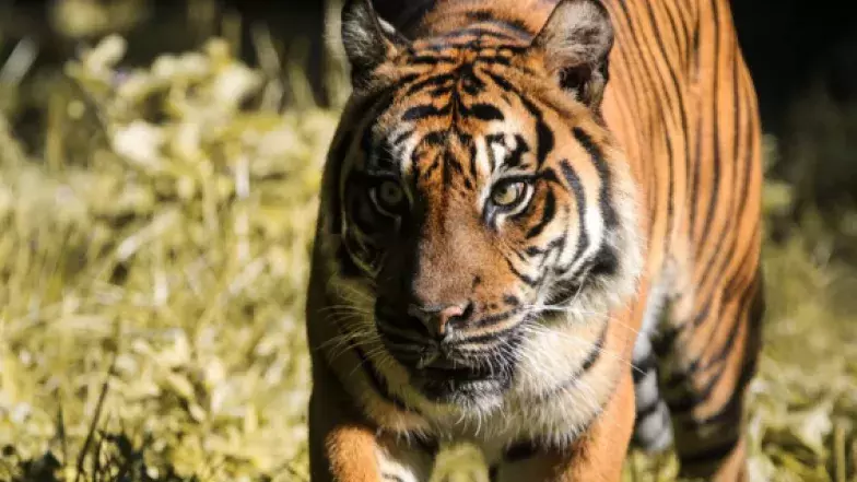 Tiger walking toward the camera