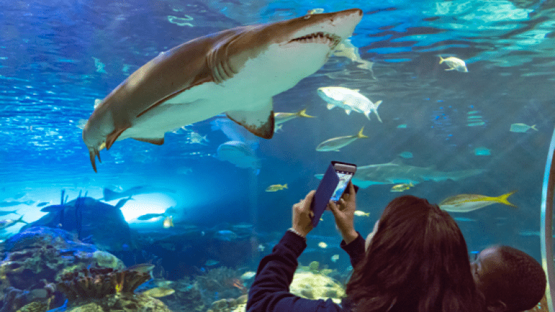 Person holding a phone up to take a picture of the shark swimming above the head.