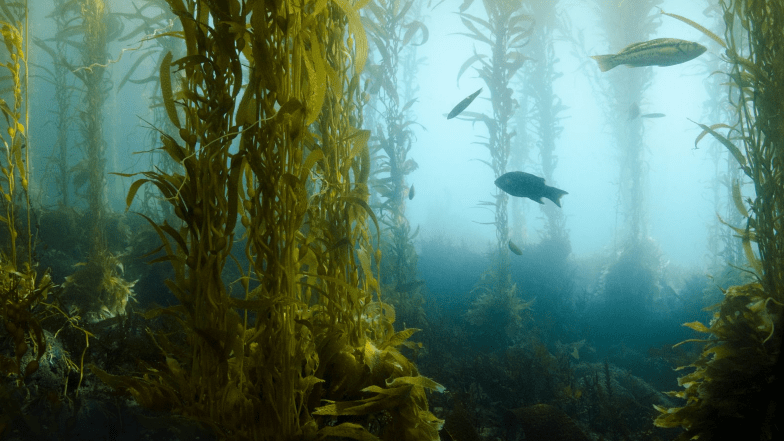 Fish swimming in ocean vegetation and clear, clean water